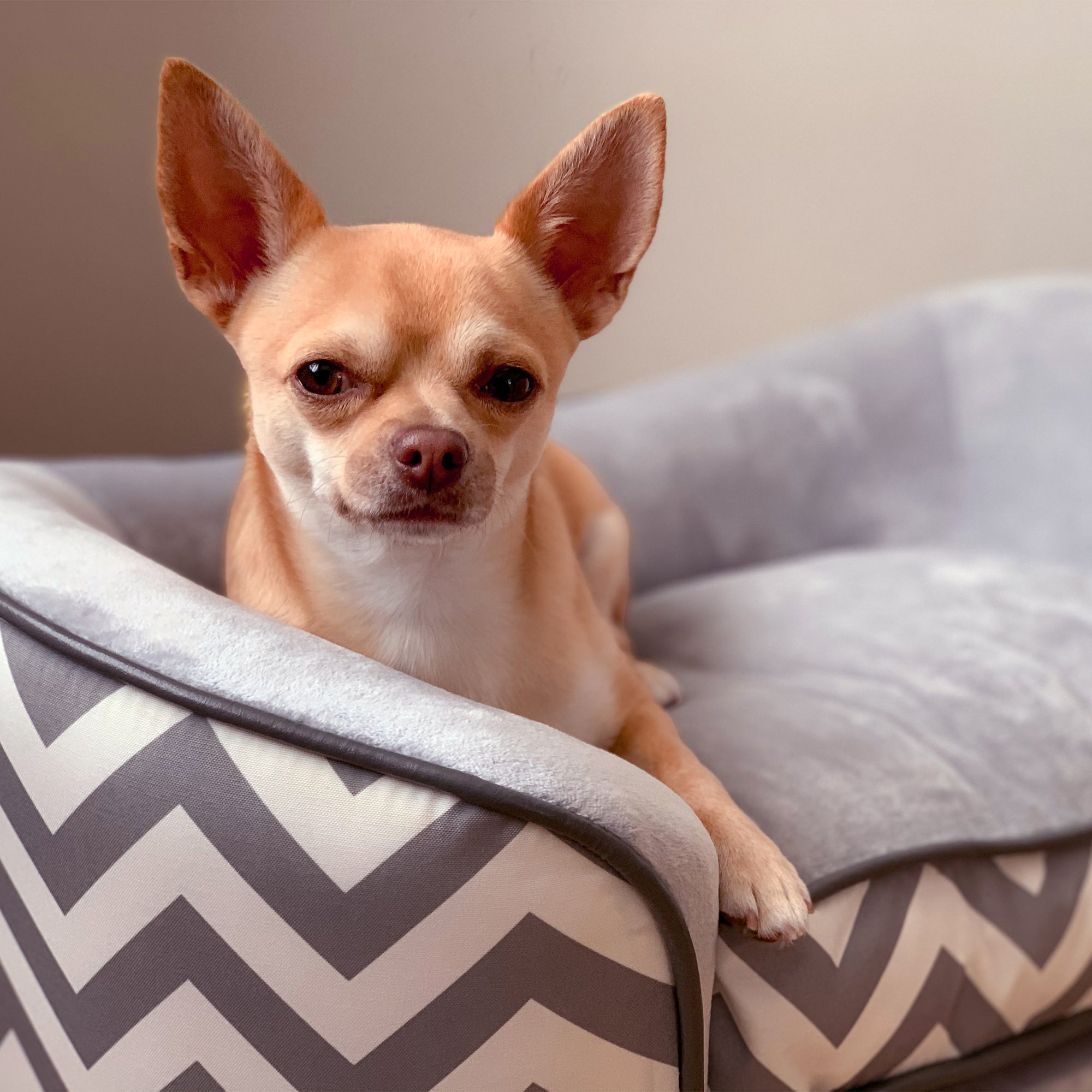 PawHut Dog Sofa for XS-Sized Dogs, Elevated Pet Bed with Removable Sponge Padded Cushion, Cat Couch Lounge with Washable Cover, Storage Bag, Grey