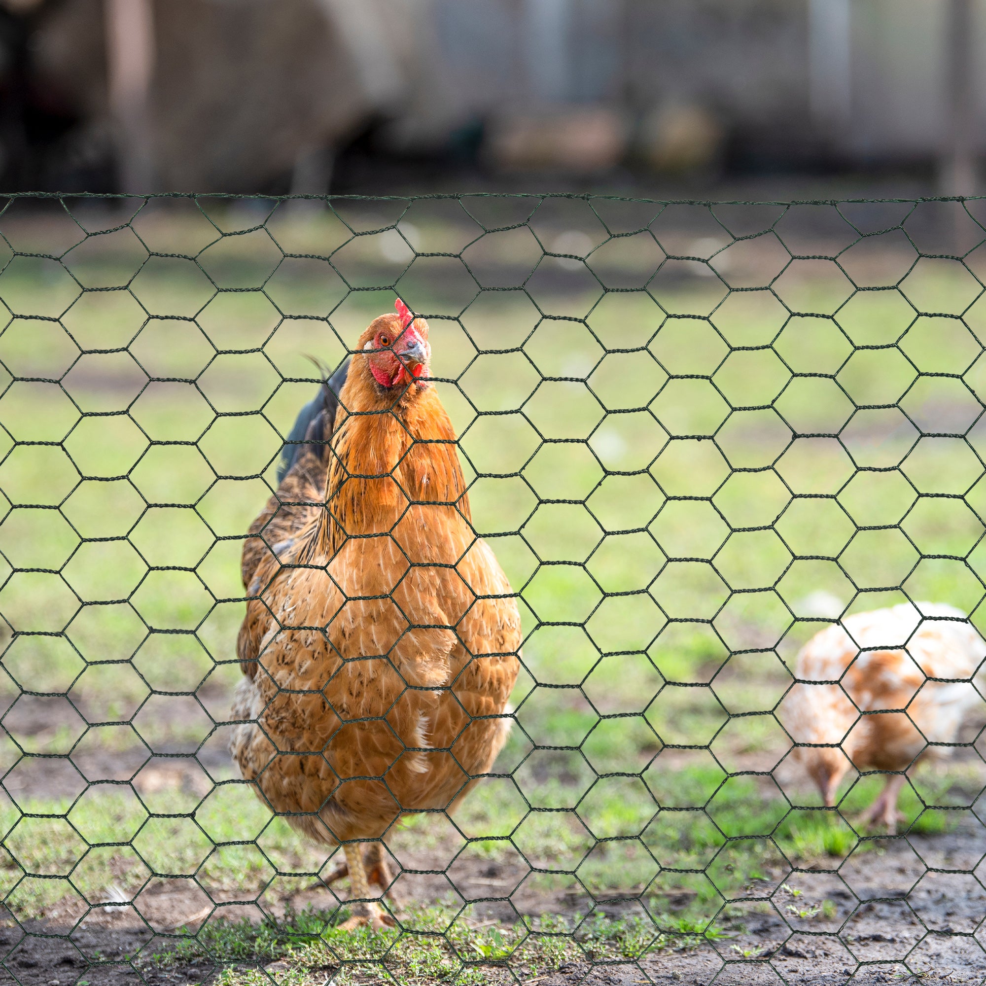 PawHut 1m x 25m Chicken Wire Mesh, Foldable PVC Coated Welded Garden Fence, Roll Poultry Netting, for Rabbits, Ducks, Geese - Dark Green