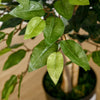 HOMCOM 5FT Artificial Ficus Tree, Fake Tree with Leaves, Faux Plant in Nursery Pot for Indoor and Outdoor Decoration