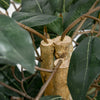 HOMCOM 5FT Artificial Ficus Tree, Fake Tree with Leaves, Faux Plant in Nursery Pot for Indoor and Outdoor Decoration