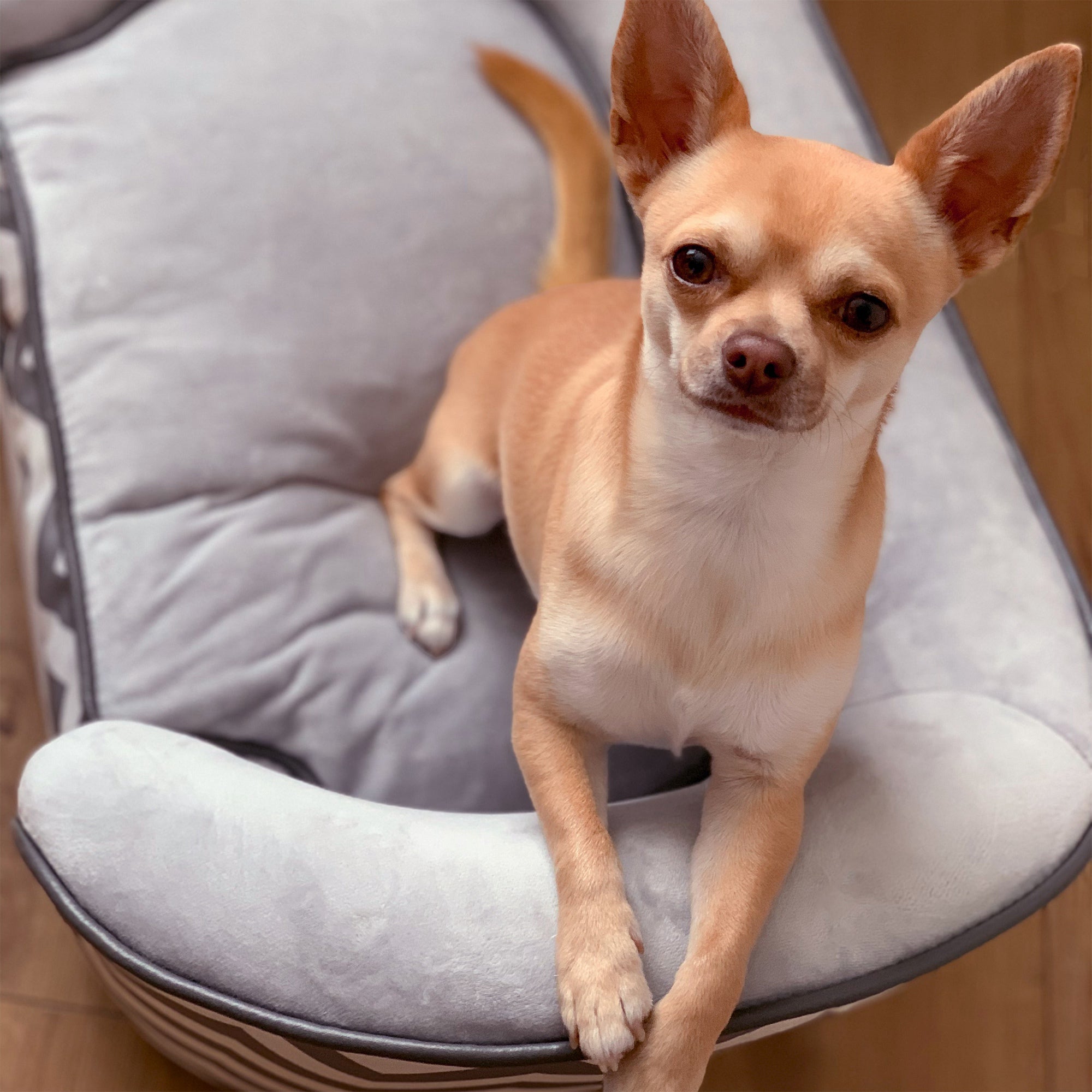 PawHut Dog Sofa for XS-Sized Dogs, Elevated Pet Bed with Removable Sponge Padded Cushion, Cat Couch Lounge with Washable Cover, Storage Bag, Grey