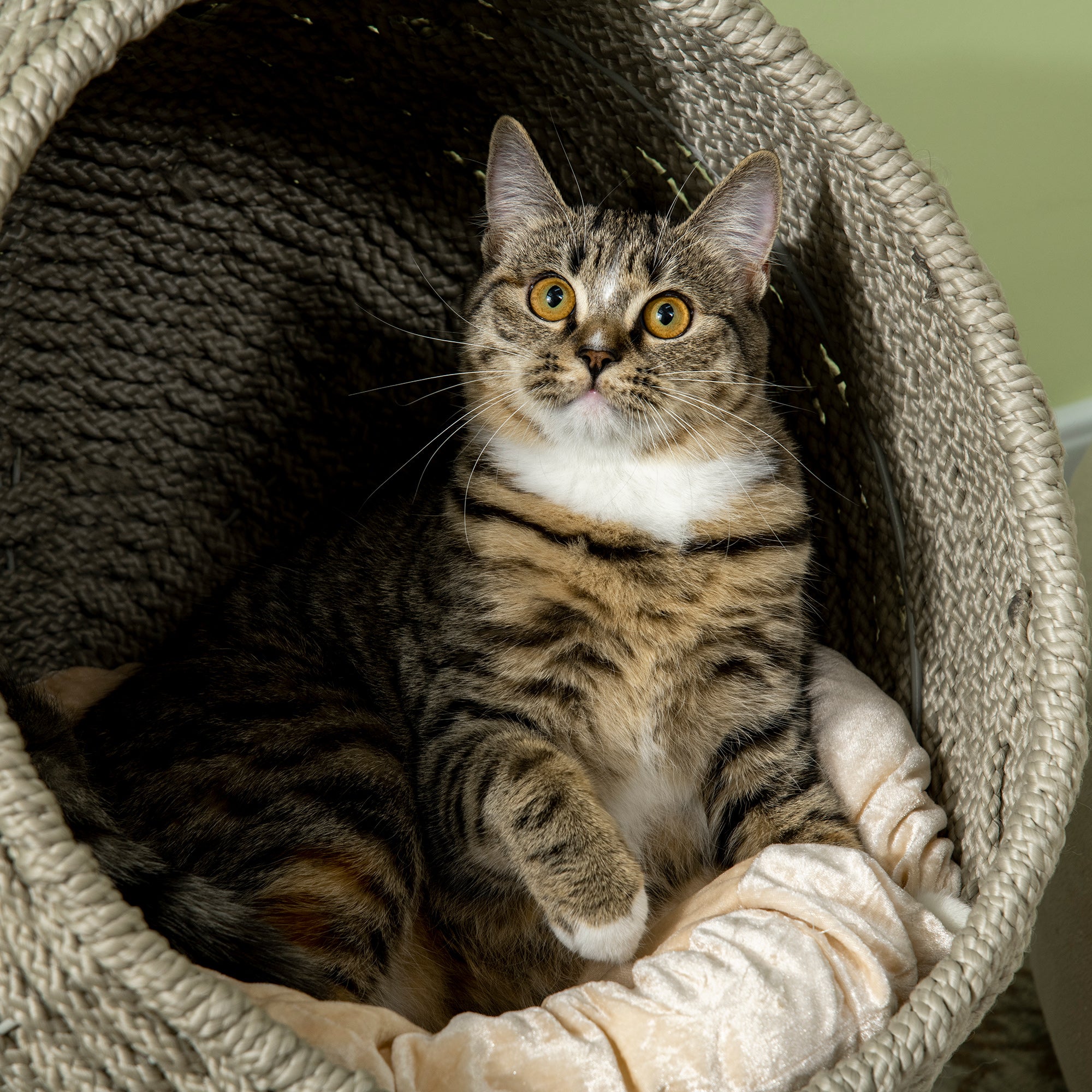 PawHut Handwoven Elevated Cat Bed with Soft Cushion & Cat Egg Chair Shape, Cat Basket Bed Kitty House with Stand, Raised Wicker Cat Bed for Indoor Cats, 23.5" H, Herbal Gray