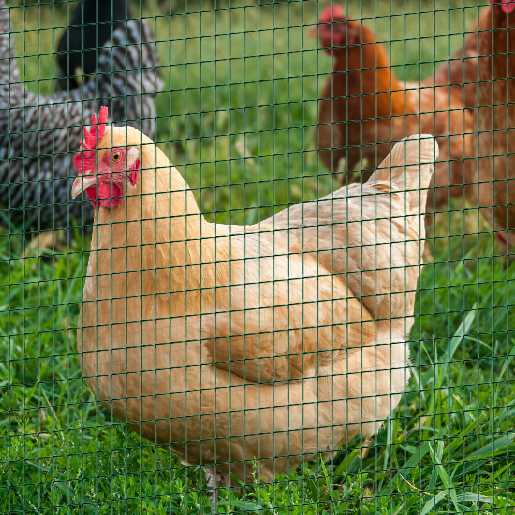 Pawhut PVC Coated Welded Wire Mesh Fencing Chicken Poultry Aviary Fence Run Hutch Pet Rabbit 30m Dark Green