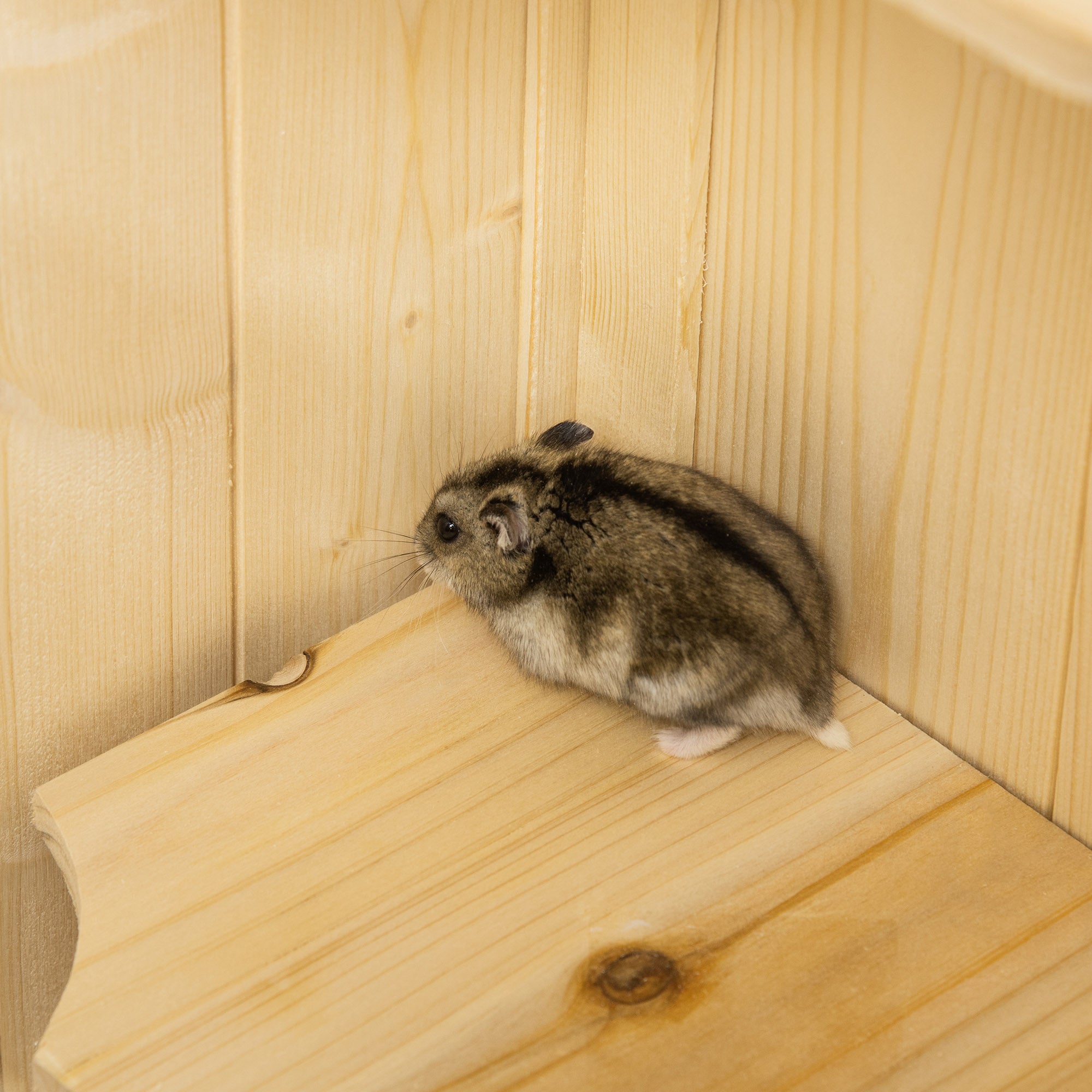 PawHut Fir Wood Hamster Cage Mouse Rats Small Animals Play House Exercise Activity Center, 47.25