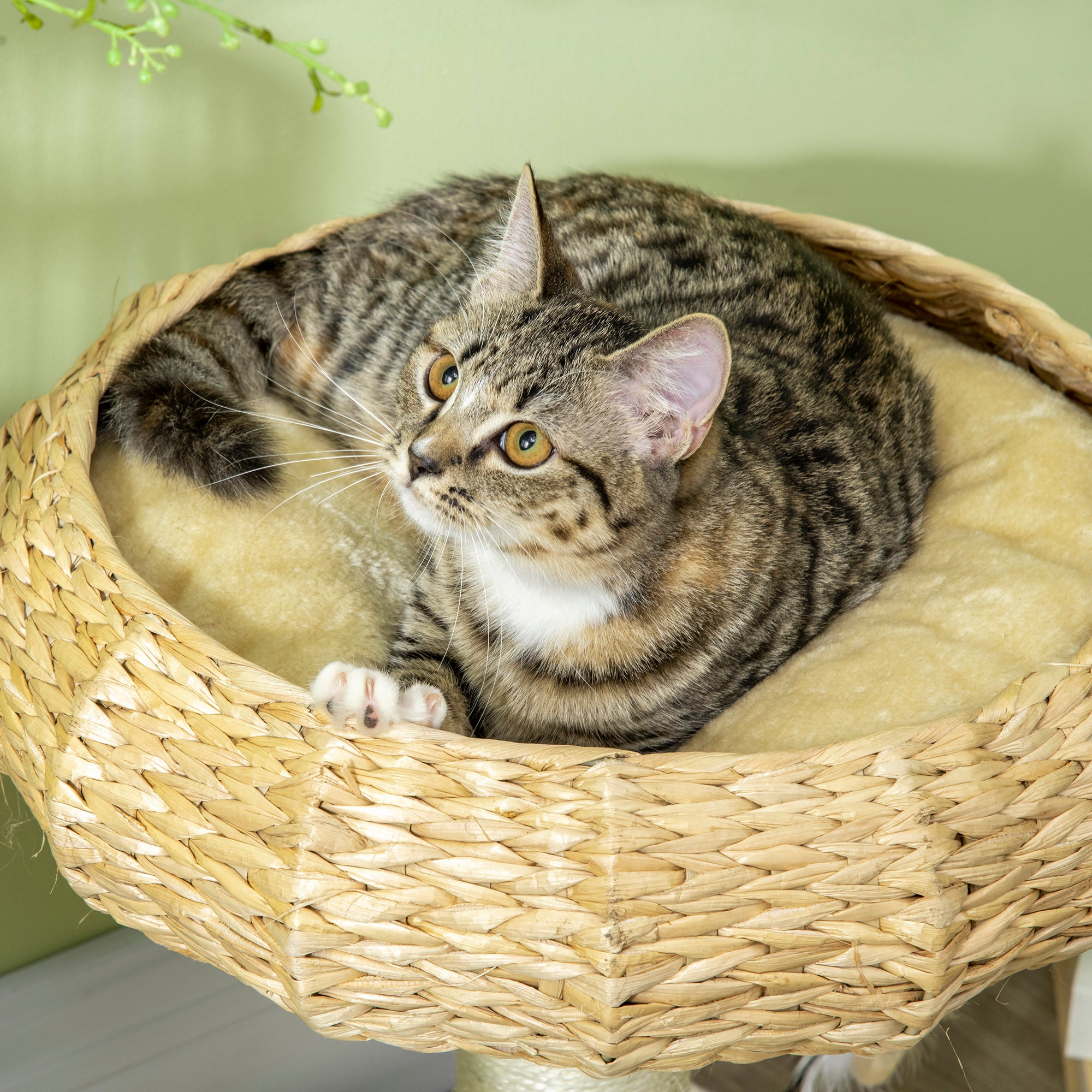 PawHut 51cm Cat Tree, Kitty Activity Center, Cat Climbing Toy, Cat Tower w/ Cattail Bed, Toy Ball, Scratching Post - Beige