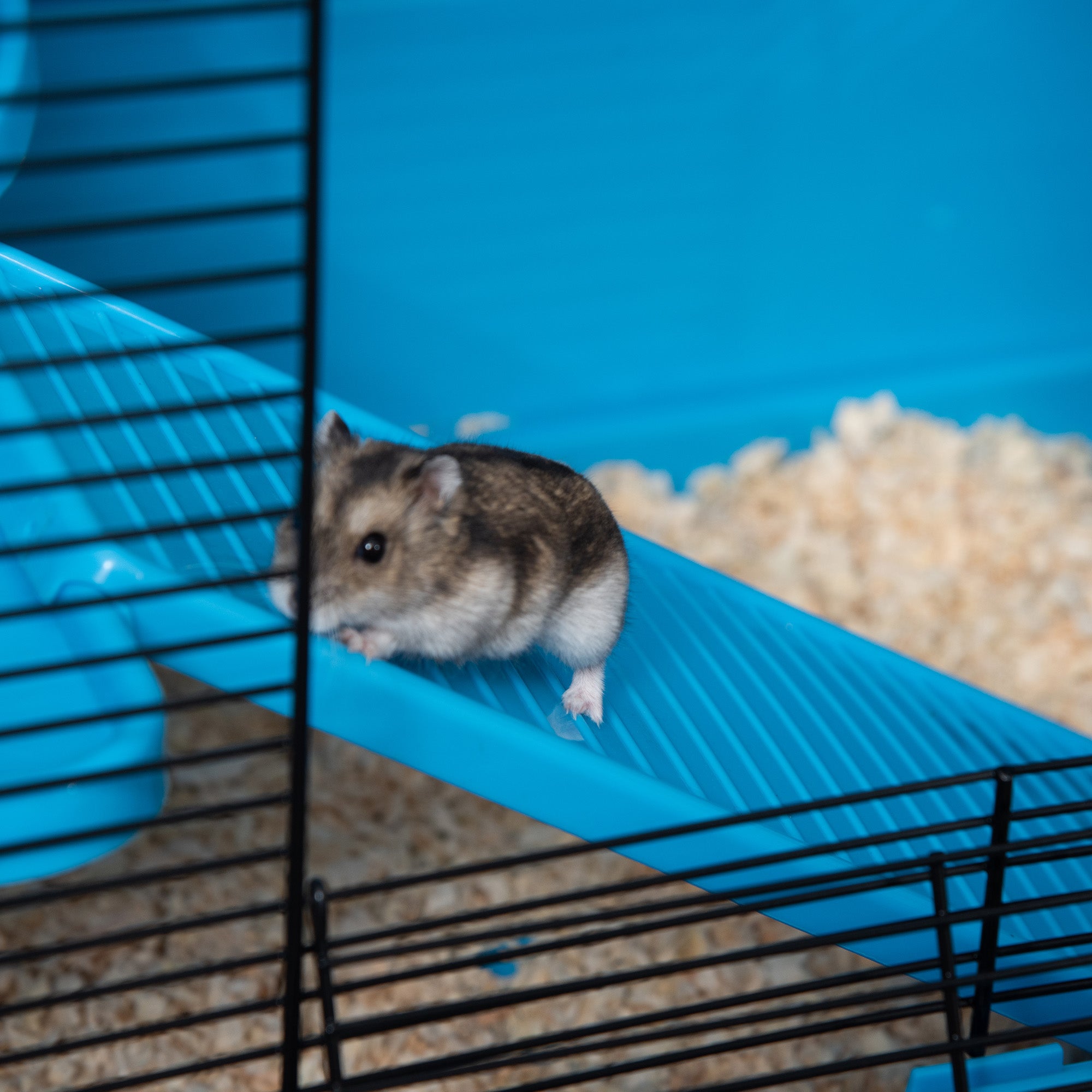 PawHut 3-Tier Hamster Cage, Guinea Pig Cage, Pet Chinchillas Play House Indoor with Accessories Food Dish Water Bottle, Ramps, 31.5"x19"x 23", Light Blue